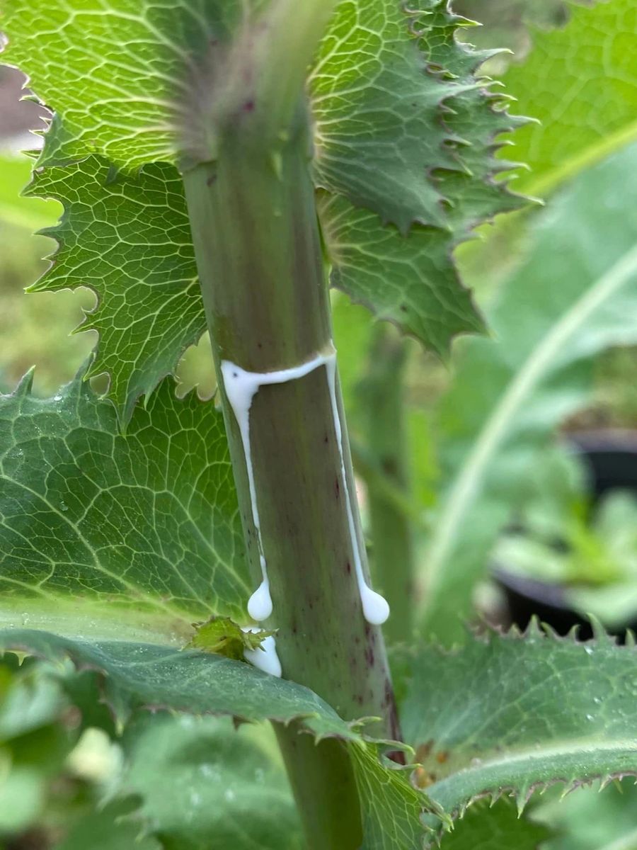 Wild Lettuce Tincture (lactuca Virosa) 1:3 - View #7