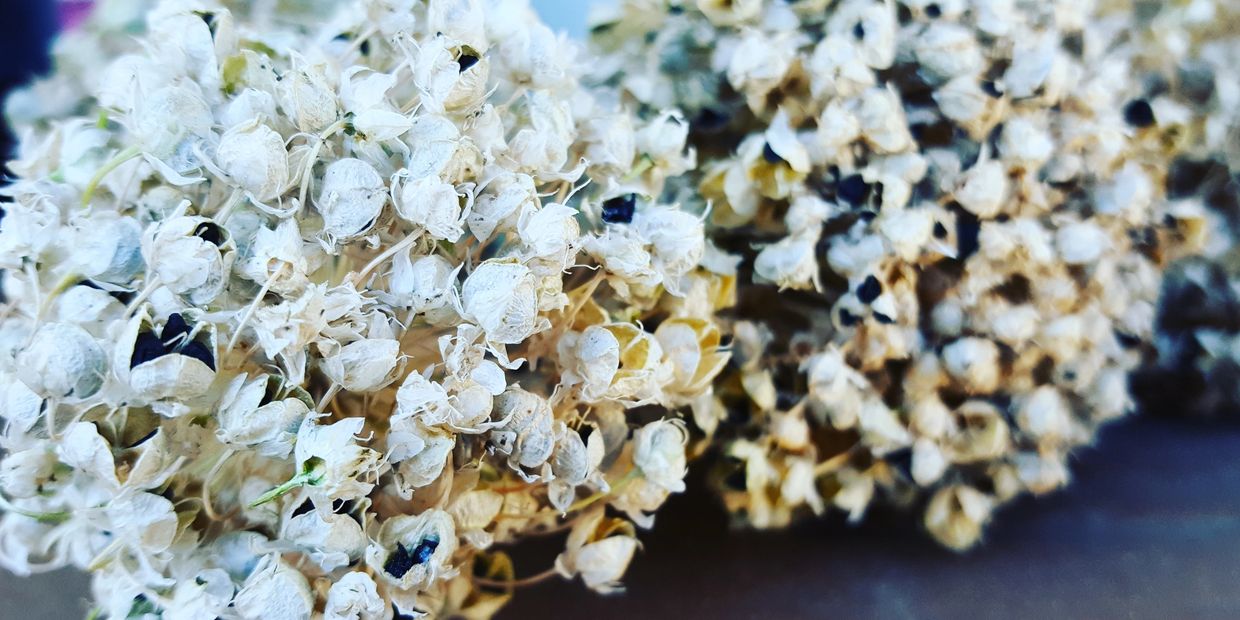 Onion seeds
