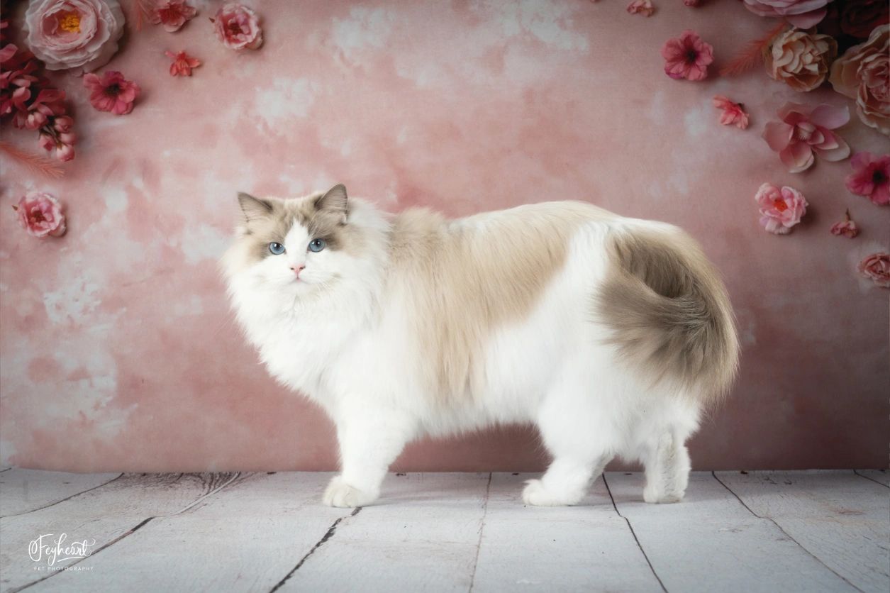 Posh Ragdolls - Premier Ragdoll Breeder in Sacramento