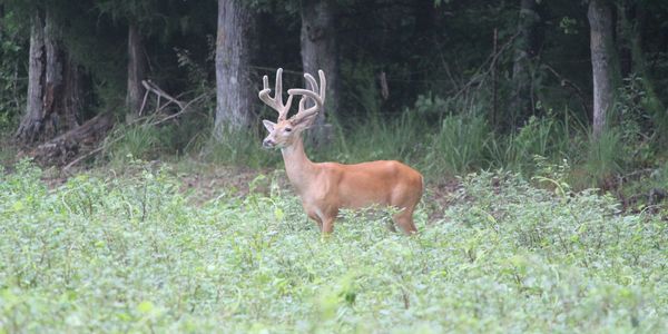 Alabama Whitetail Hunting Ranch