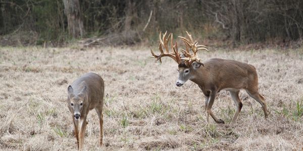 Alabama Whitetail Hunting Ranch
