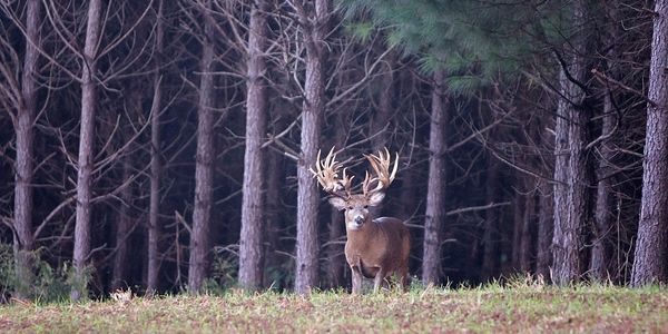 Alabama Whitetail Hunting Ranch