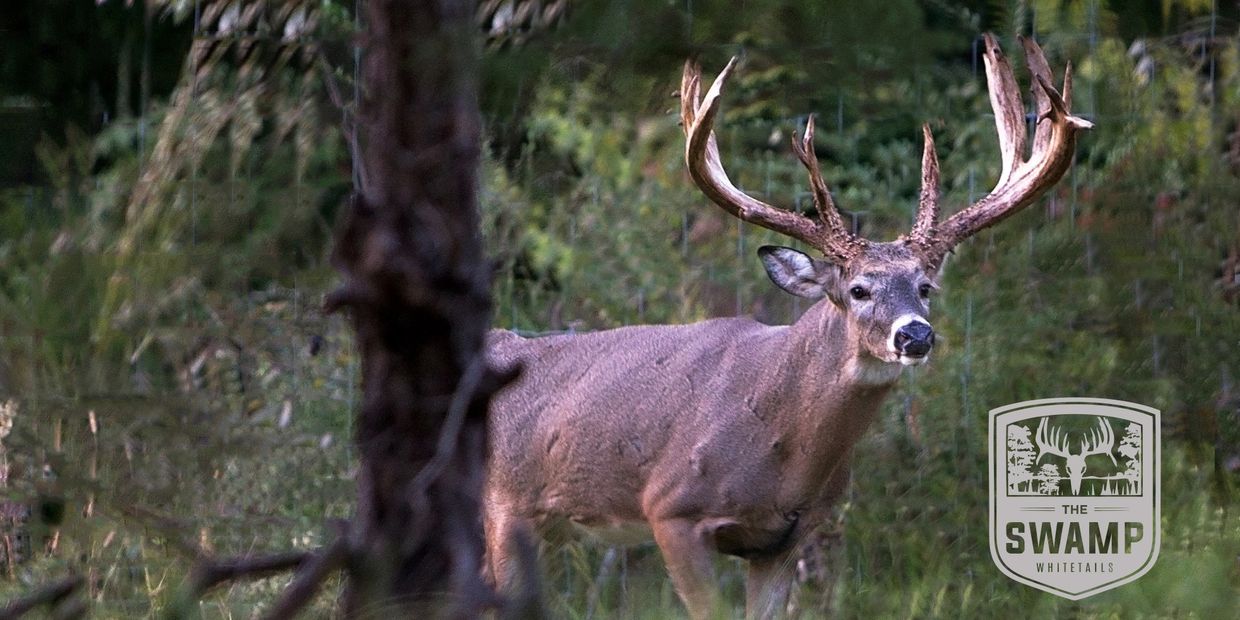 Alabama Trophy Whitetail Hunts