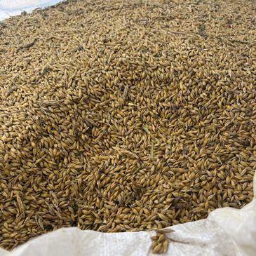 Barley harvested 