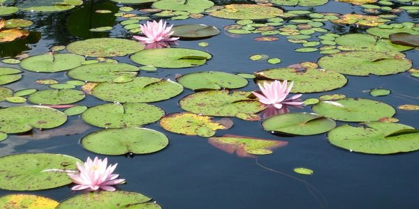 Aquatic Plant Management Programs