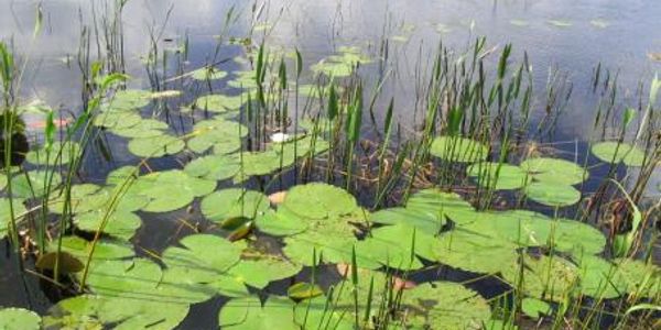 Aquatic lake pond plant design and maintenance