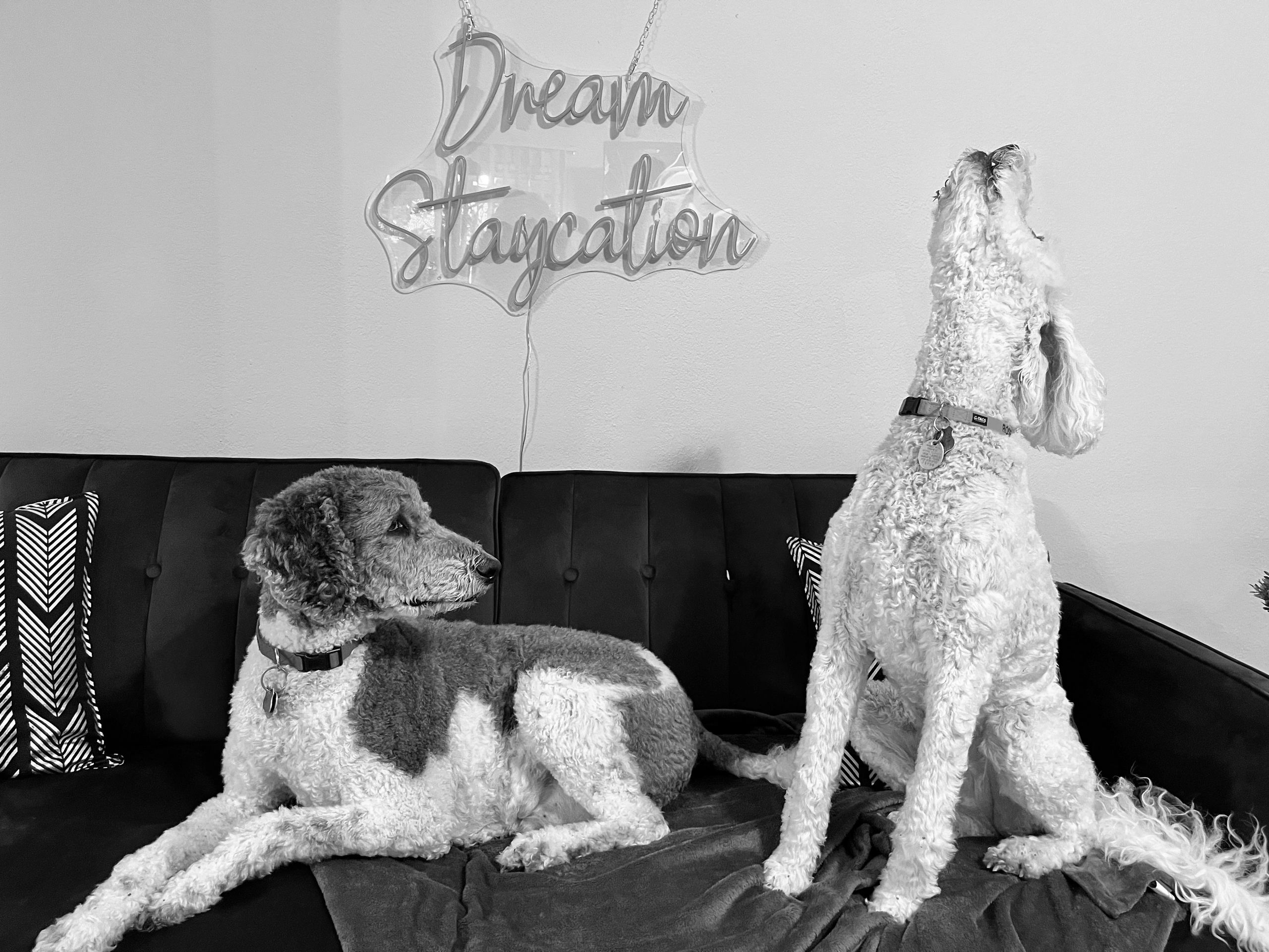 The Sporty Dog Dog Walking, Pet Boarding, Pet Sitting Austin, Tx