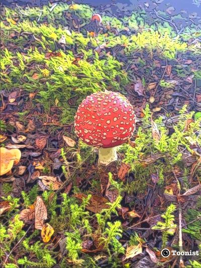 Amanita Muscaria foraged by amanitamuscaria.uk