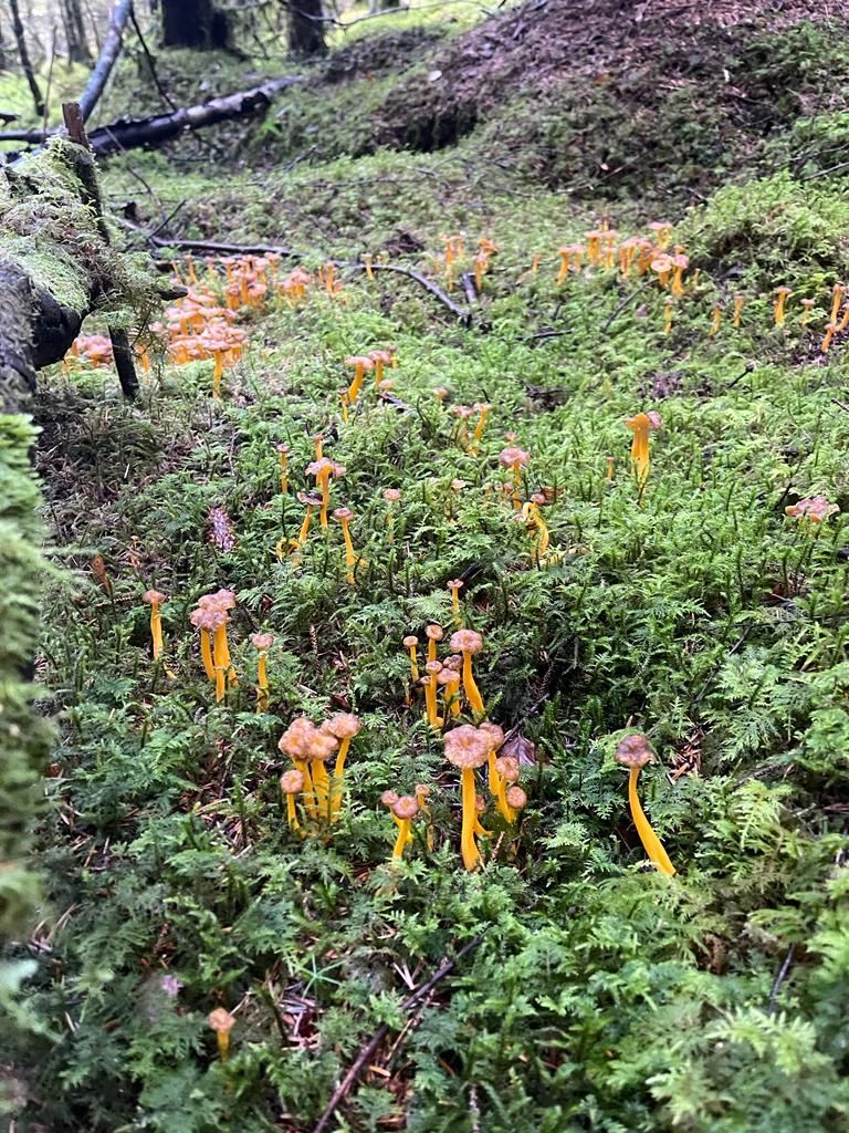 500g Winter Chanterelle Mushrooms from Scottish Highlands