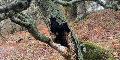Chaga Mushroom growing on a Birch Tree in the Highlands of Scotland