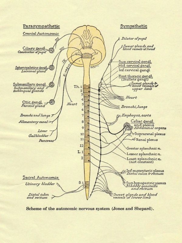 Diagram illustrating the parasympathetic and sympathetic branches of the autonomic nervous system.