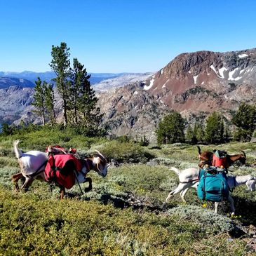 High Sierra Pack Goats in action! Hiking along the Tahoe Rim Trail during their thru-hike in 2021