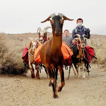 Walk With Goats
Come on a morning walk with the goats and watch as their quirky personalities unfold