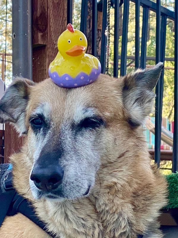 Dog with a yellow rubber duck on its head, looking calm and patient.