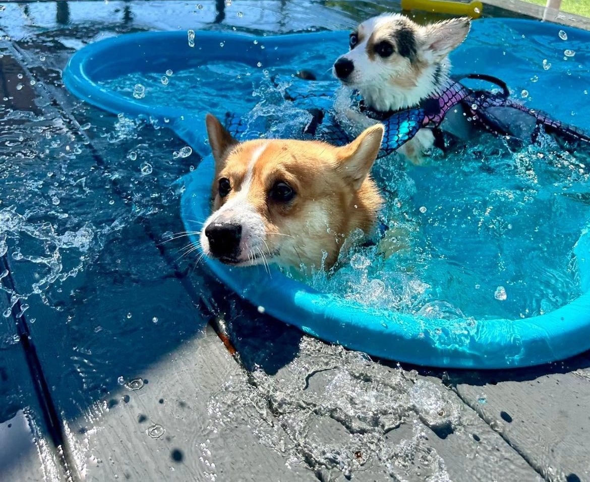 Buddies - Image 1