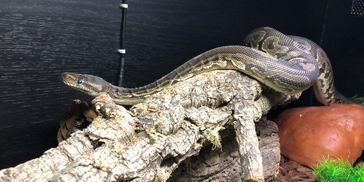 A snake resting on a textured branch inside an enclosure.