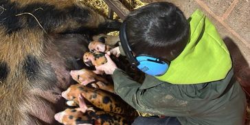 Child wearing ear protection helps piglets nurse from their mother in a barn.
