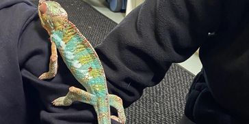 A colorful chameleon perched on a person's arm indoors.