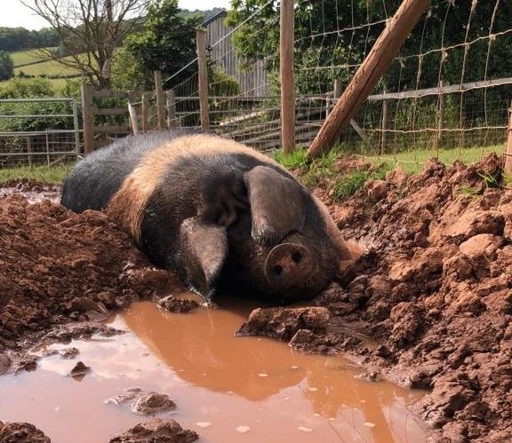 Tivington Farm School: Therapeutic Farm School for Children