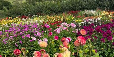 A vibrant field of multicolored flowers under a cloudy sky.