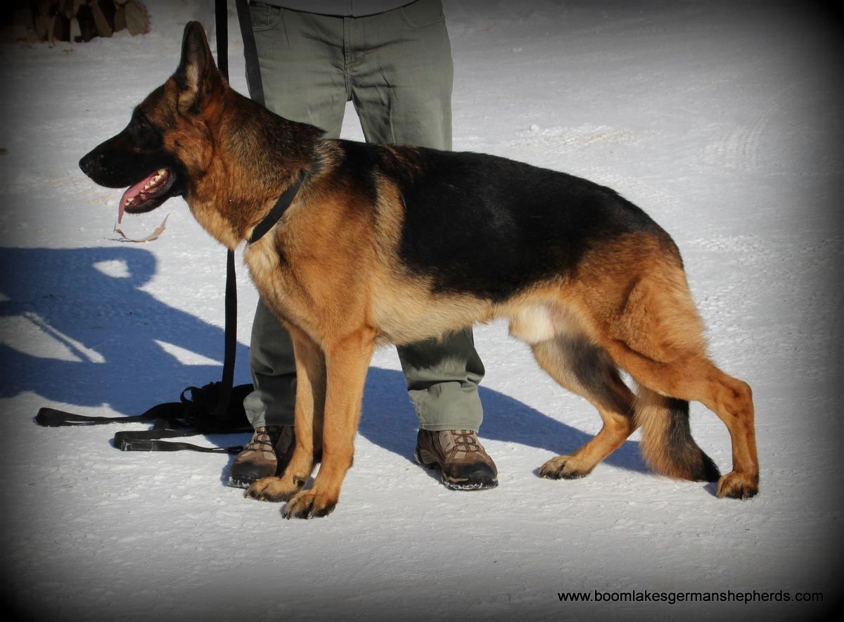 This is Boom Lake's German Shepherds #1 stud dog
Citywide's Ferro Of Boom Lake