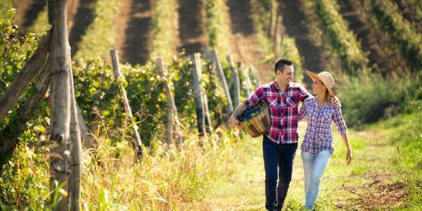 Tours de vinos en mendoza, tours de viñedos en mendoza, Mendoza - Argentina