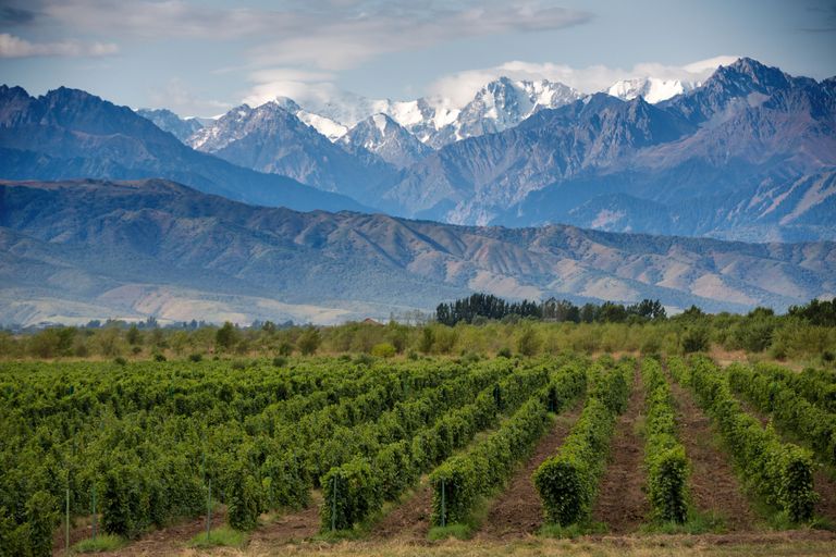 Tours de vinos y viñedos en Mendoza