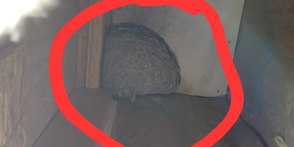 Yellow jacket nest inside fireplace of home. 