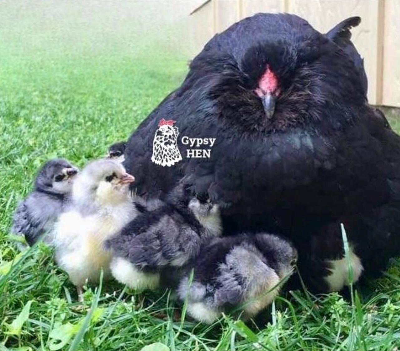 Hatchery VS Breeder VS Backyard Chicken Mill