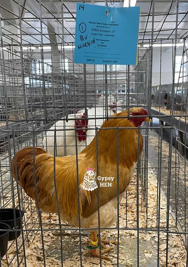 A golden Cockerel stands in a metal cage at a poultry show.