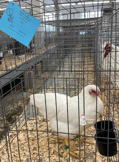 White hen inside a metal cage at a poultry show.