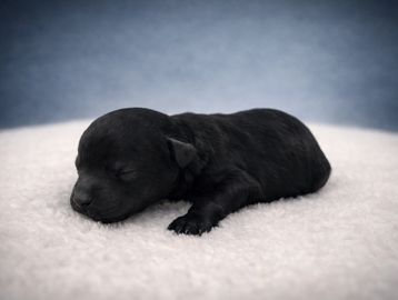 **PAST litter pic! Will post actual pics once whelped and safe and sound🥰!