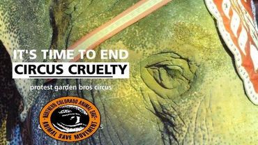 it's time to end circus cruelty