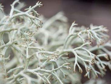 Reindeer Moss - Eat The Weeds and other things, too