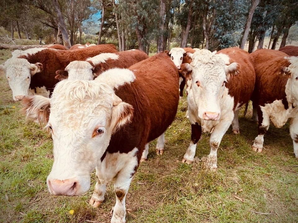 Cows on farm property 