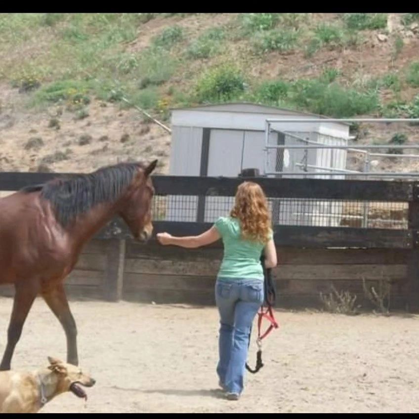 Kristy's TLC Full Service Animal Care