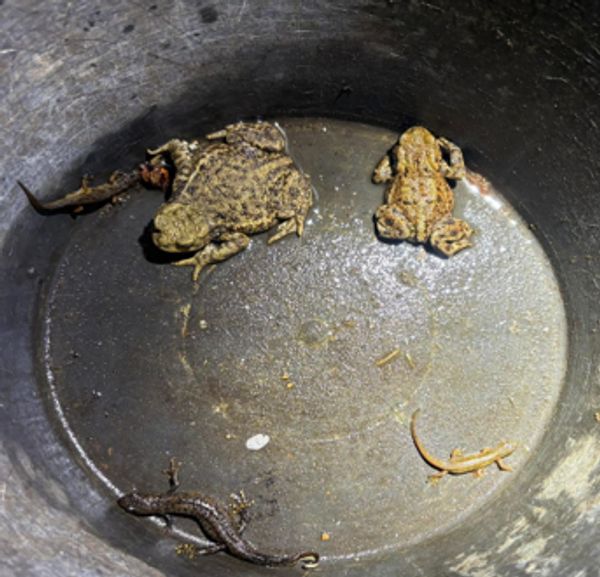 Two toads and two lizards inside a dark container.