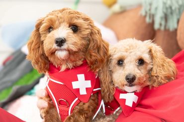 Two small dogs wearing red medical vests with white crosses.