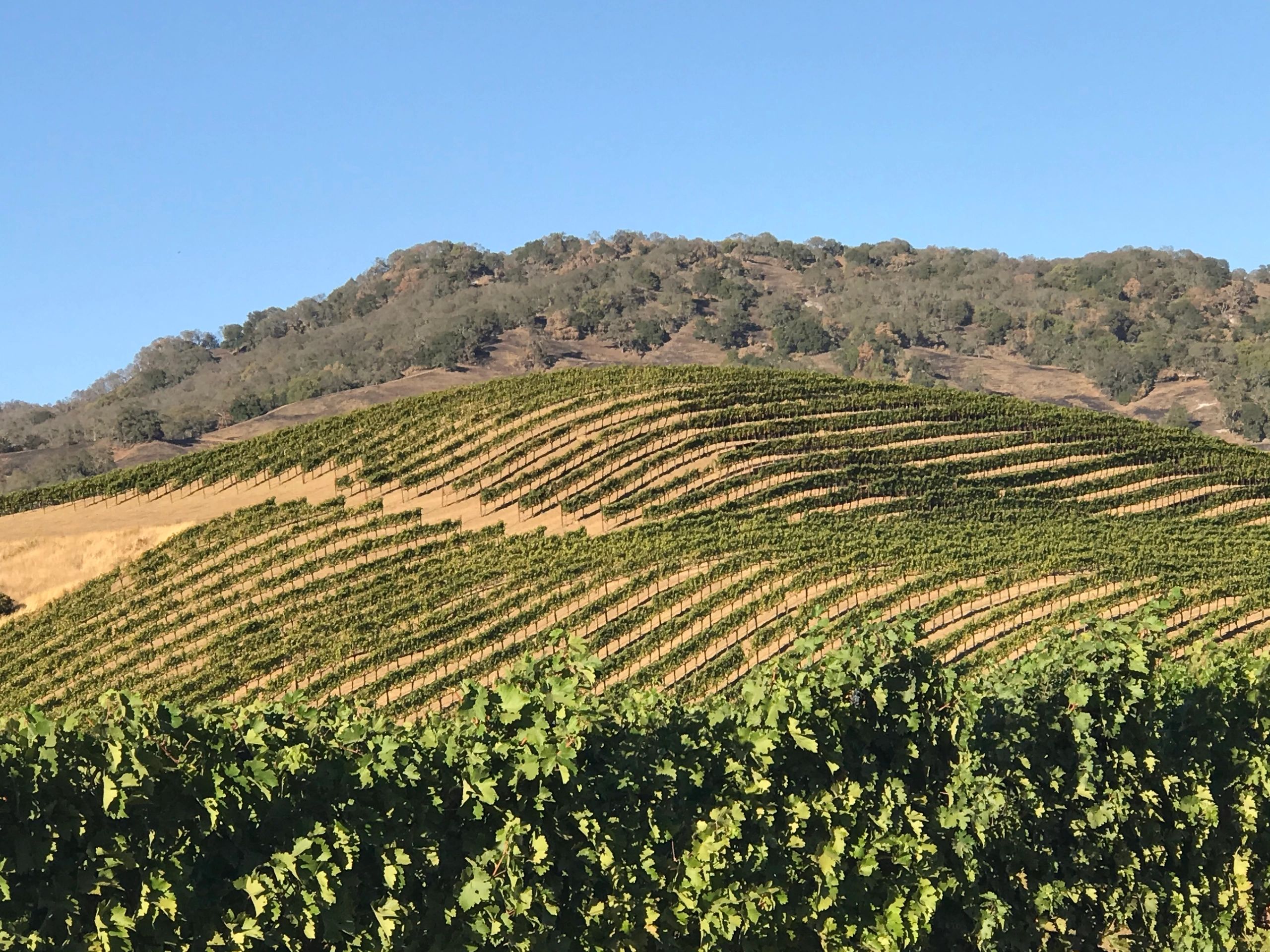 Orderly Growth - Solano Orderly Growth Committee