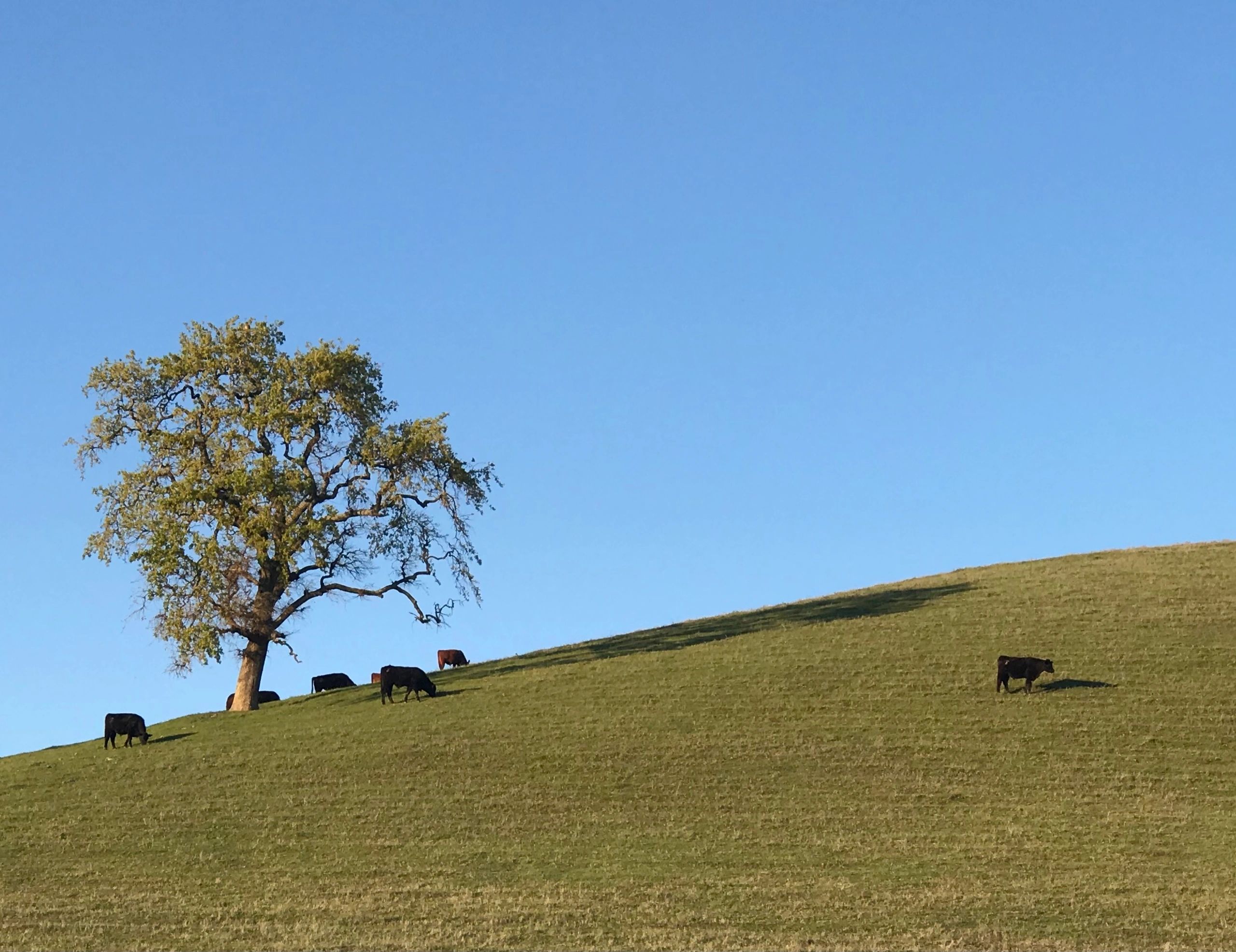 Orderly Growth - Solano Orderly Growth Committee