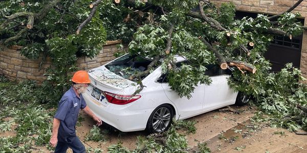 A fallen tree crushed a white car in a residential area.