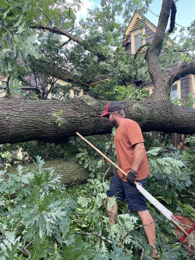 Professional tree removal crew safely cutting tree in Rochester, MN.
