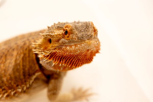 Close-up of a bearded dragon lizard with textured scales and orange hues.