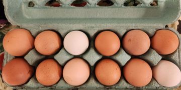 1 Dozen Farm Fresh Eggs 
Buy them here and come pick them up. 