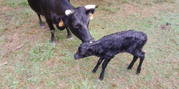 A mother cow nuzzles her newborn calf in a grassy field.