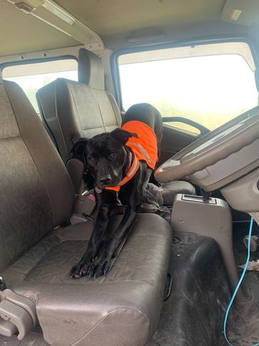 Dogs at work, dog wearing high viz, PPE 