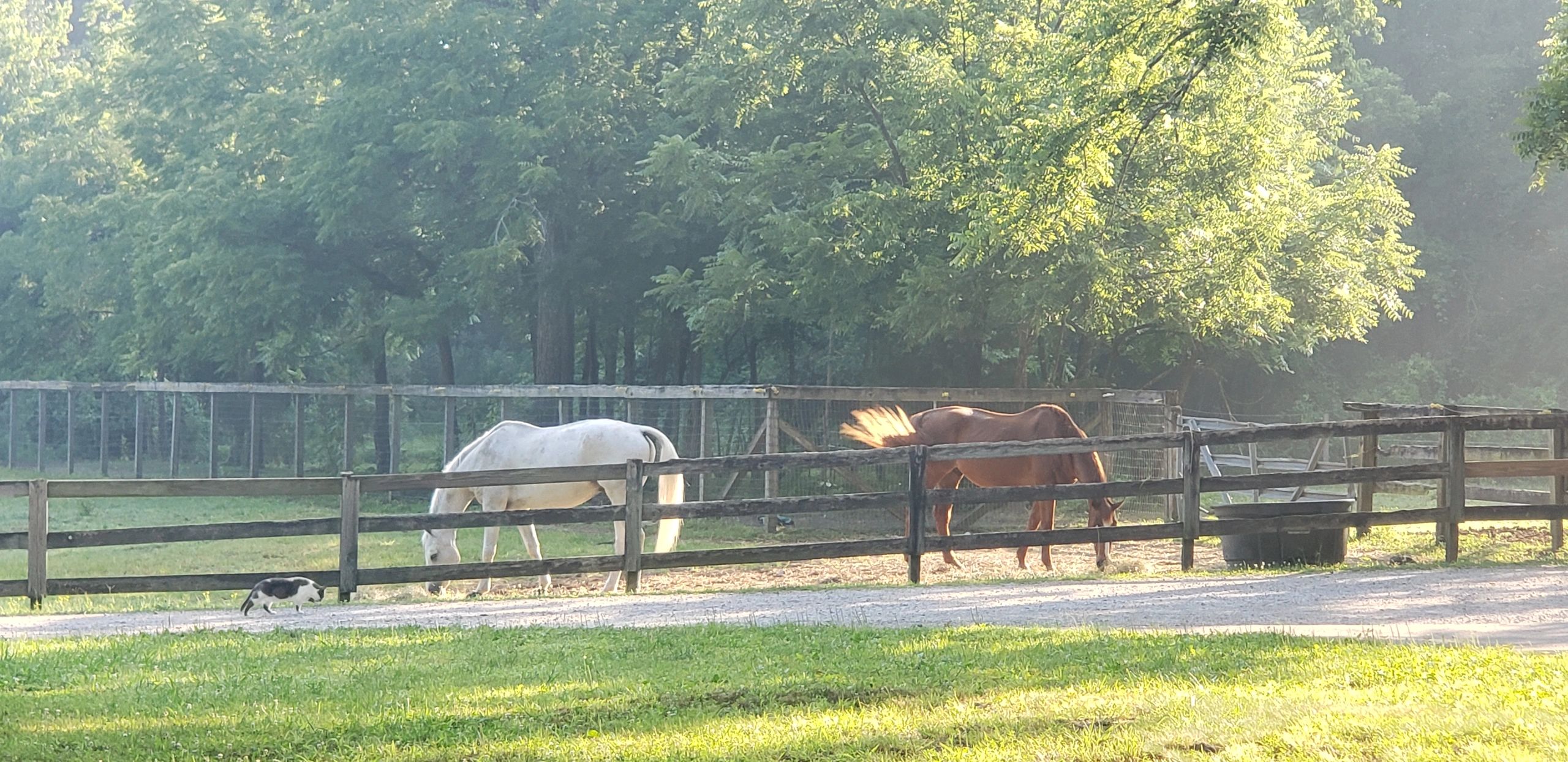 Ryall Springs Farm Horse Boarding East Brainerd, Tennessee