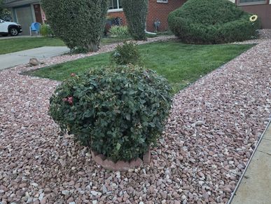 Bush shaped like a bird in a rock-covered yard.