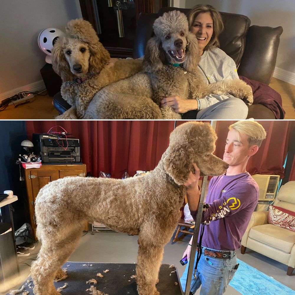 Elite standard poodle sales