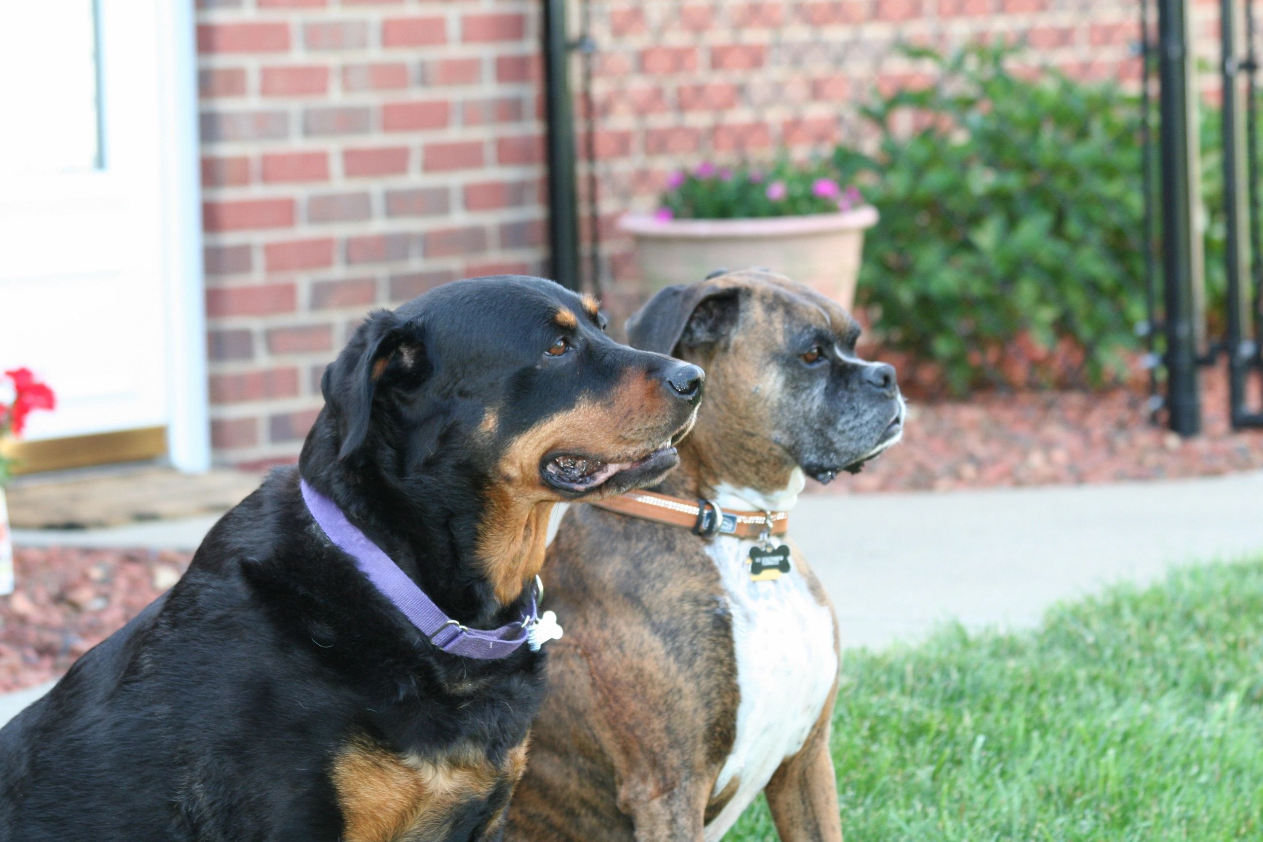 Soggy Dawg Grooming and Boarding in Louisville, Kentucky